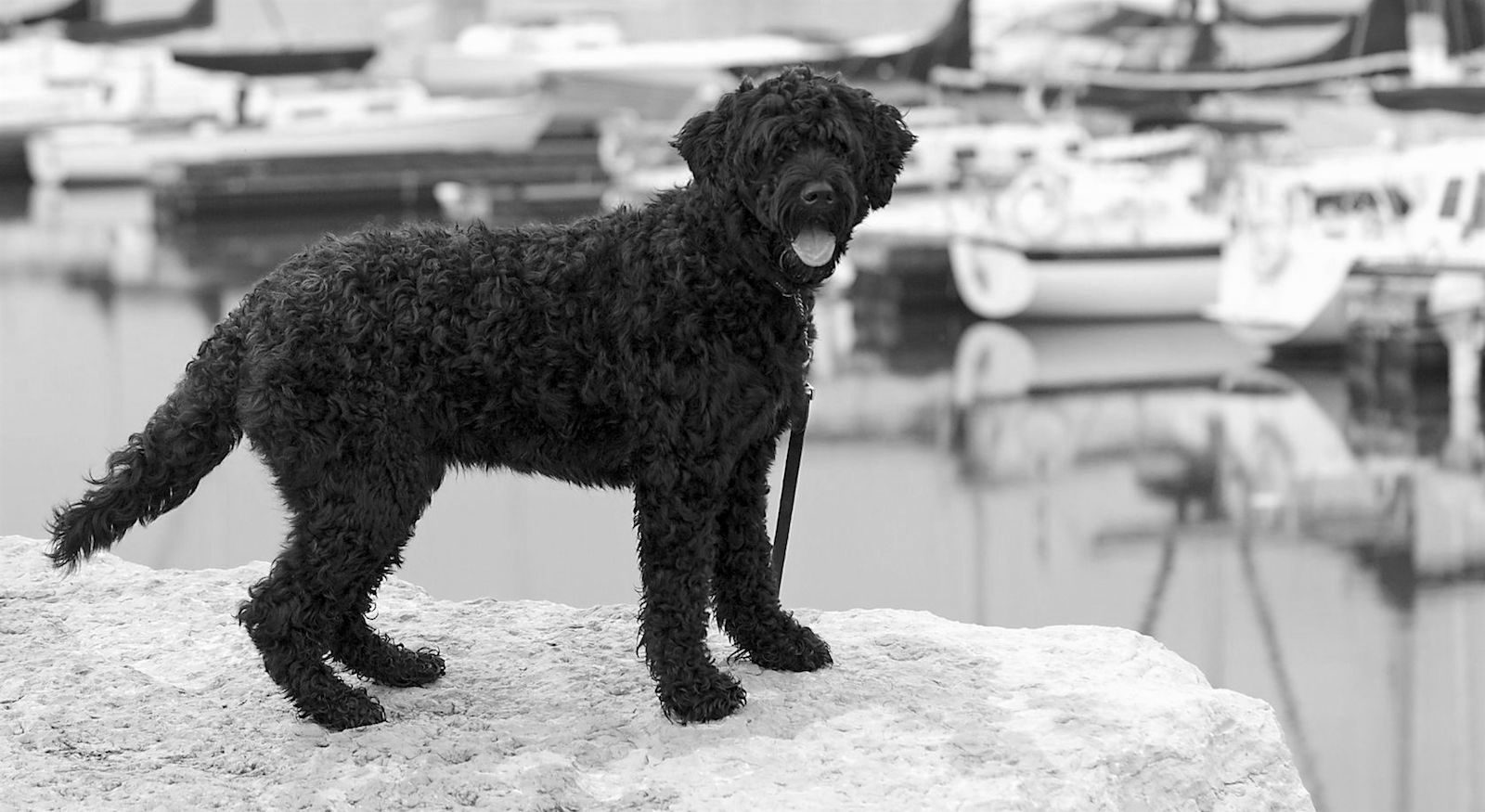 Black and White Like Stormy and Sparky